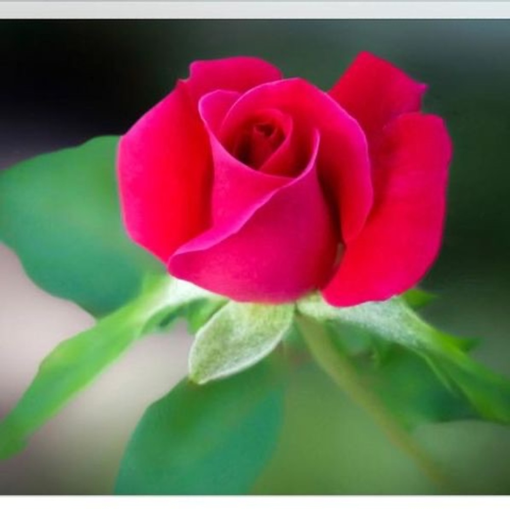 Meet your Posher, Aliya